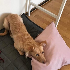 Cazare caine in Bucureşti cerere pet sitting