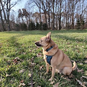 Vizite caine in București cerere pet sitting