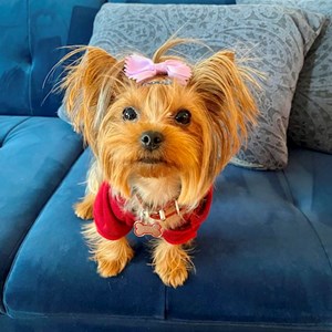 Anastasia- petsitter Bucureşti or Pet nanny for 