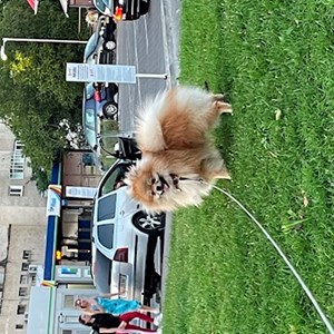 FARCAS- petsitter Cluj-Napoca or Pet nanny for 