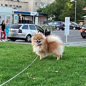 Szállás kutya -ban Cluj-Napoca kisállatszitting kérés