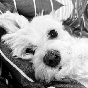 Ursu- petsitter Iași or Pet nanny for 