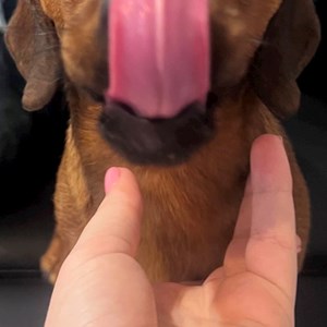 Beniamin- petsitter Timișoara or Pet nanny for 