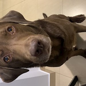 Maria- petsitter București or Pet nanny for 
