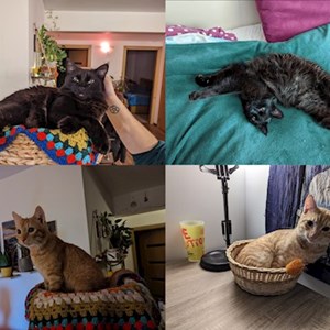 Cazare pisici in Florești cerere pet sitting