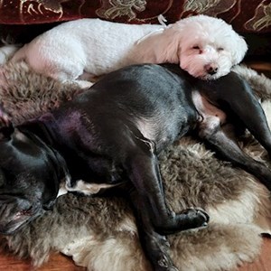 Cazare câini in București cerere pet sitting