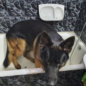 Cazare caine in Cluj-Napoca cerere pet sitting