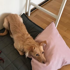 Cazare caine in Bucureşti cerere pet sitting