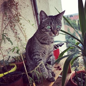 Szállás cica -ban Cluj-Napoca kisállatszitting kérés