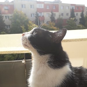 One visit cats in Cluj-Napoca pet sitting request