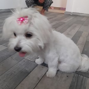 Oros- petsitter Florești or Pet nanny for 