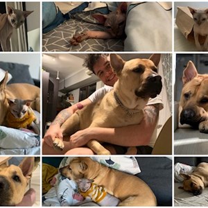 Cazare caine, pisica in București cerere pet sitting