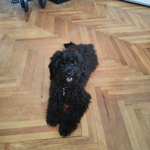 Sitting at owner dog in Cluj-Napoca pet sitting request