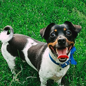 Sitting la stăpân caine in București cerere pet sitting