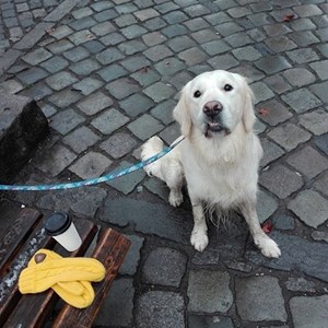 Dog Walking dog in Cluj-Napoca pet sitting request