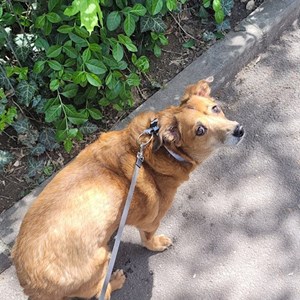Boarding dog in Bucureşti pet sitting request