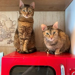 One visit cats in Bragadiru pet sitting request