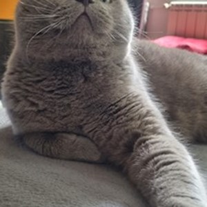 Látogatások cicák -ban București kisállatszitting kérés