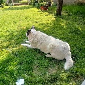 Egy látogatás kutyák -ban Satu Mare kisállatszitting kérés