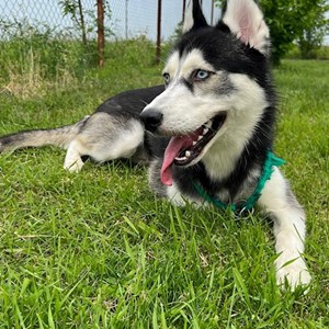 Szállás kutya -ban Bucureşti kisállatszitting kérés