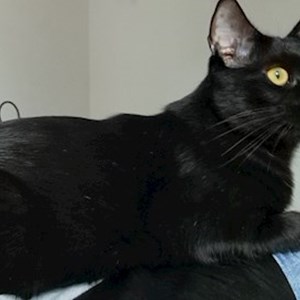 One visit cat in Brașov pet sitting request