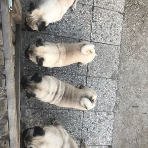 Vizite câini in Cluj-Napoca cerere pet sitting
