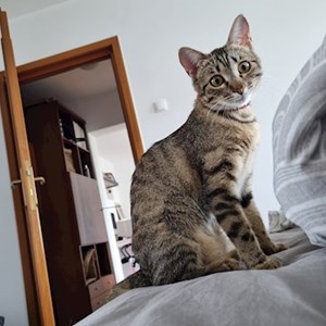 Egy látogatás cica -ban București kisállatszitting kérés