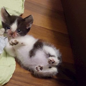 Cazare pisica in Cluj-Napoca cerere pet sitting