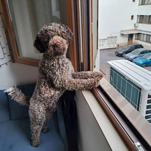 Cazare caine in București cerere pet sitting
