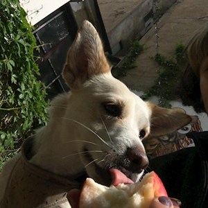 Szállás kutya -ban Timișoara kisállatszitting kérés