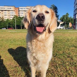 Szállás kutya -ban Timișoara kisállatszitting kérés