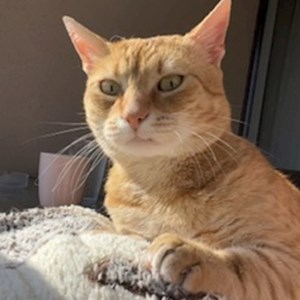 Vizite pisica in București cerere pet sitting