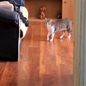 Cazare pisica in București cerere pet sitting