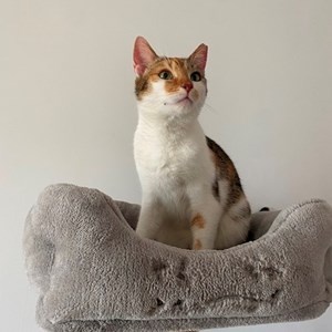 Boarding cat in Cluj-Napoca pet sitting request