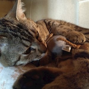 Sitting la stăpân pisica in București cerere pet sitting