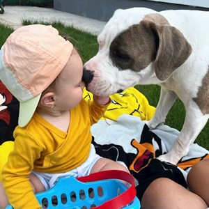 Cazare caine in Berceni cerere pet sitting