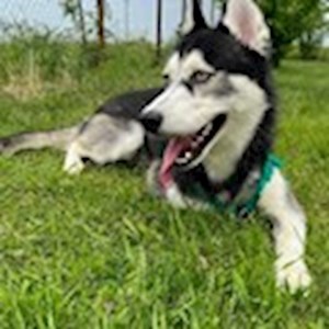 Boarding dog in București pet sitting request