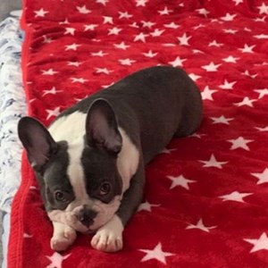 Cazare caine in Popești-Leordeni cerere pet sitting