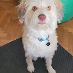 Cazare caine in București cerere pet sitting