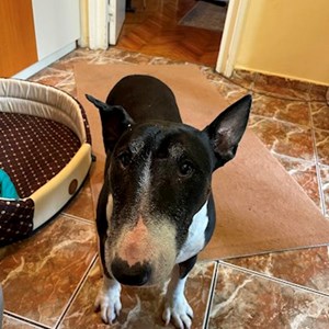 Plimbare caine in Cluj-Napoca cerere pet sitting