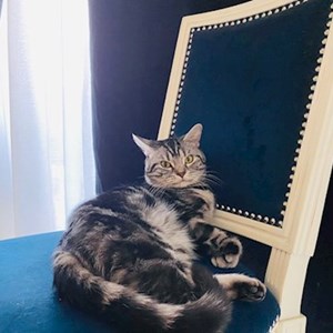 One visit cat in București pet sitting request