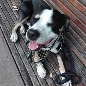 Cazare caine in București cerere pet sitting