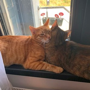 Visits cats in Bragadiru pet sitting request