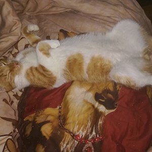 Szállás cica -ban Florești kisállatszitting kérés