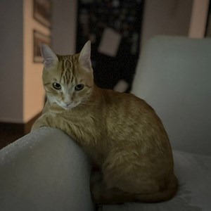 Visits cat in Cluj-Napoca pet sitting request