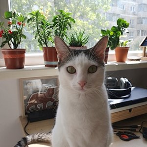 Szállás cica -ban București kisállatszitting kérés