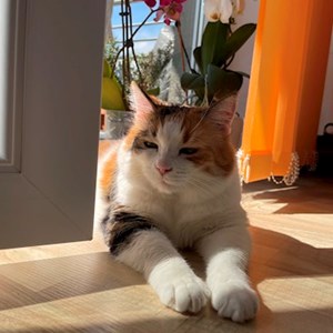 O vizita pisica in București cerere pet sitting
