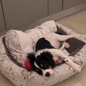 Boarding dog in București pet sitting request