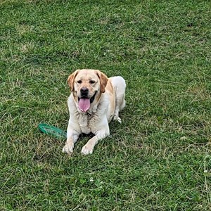 Sétáltatások kutya -ban Florești kisállatszitting kérés