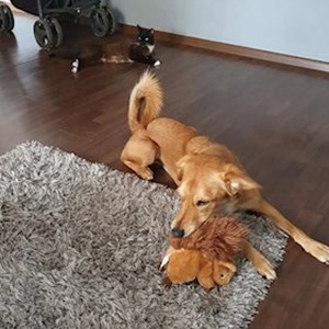 Sétáltatások cica, kutya -ban București kisállatszitting kérés